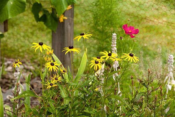 Yellow blooming flowers on the grounds of Hamlet at Chagrin Falls.