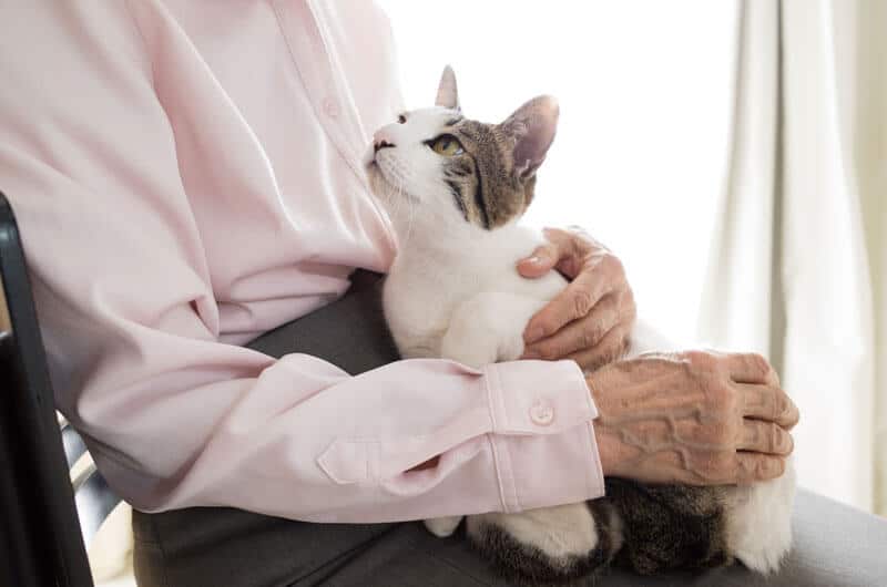 A senior or elderly person holding a cat on their lap